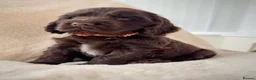 Cocker Spaniel dogs for sale: Extensively health tested KC Show Cocker Spaniels  - Advert 3