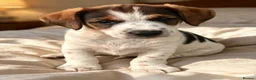 Jack Russell dogs for sale: Traditional short-legged Jack Russell puppies. - Advert 4