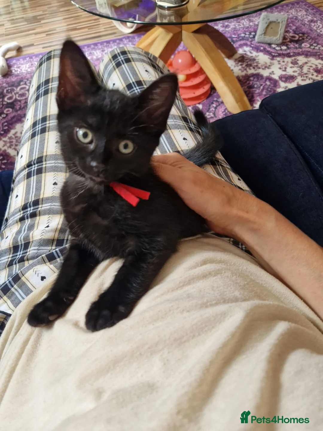 Mixed Breed cats for sale: Stroudies Ruby, Ivy, Dilly, Dave n Norman need ya - Advert 27