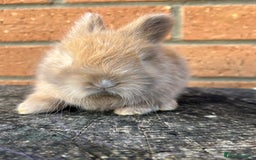 Angora rabbits for sale: English Angora  - Image 12