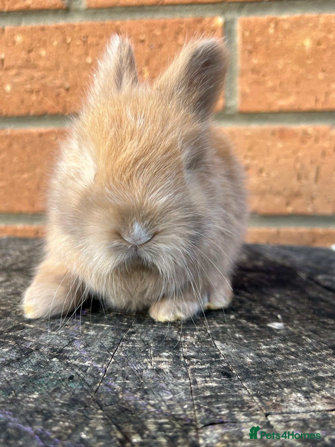 Angora rabbits for sale: English Angora  - Image 12