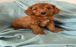 Cockapoo dogs for sale: Beautiful fox red cockapoo - Image 14