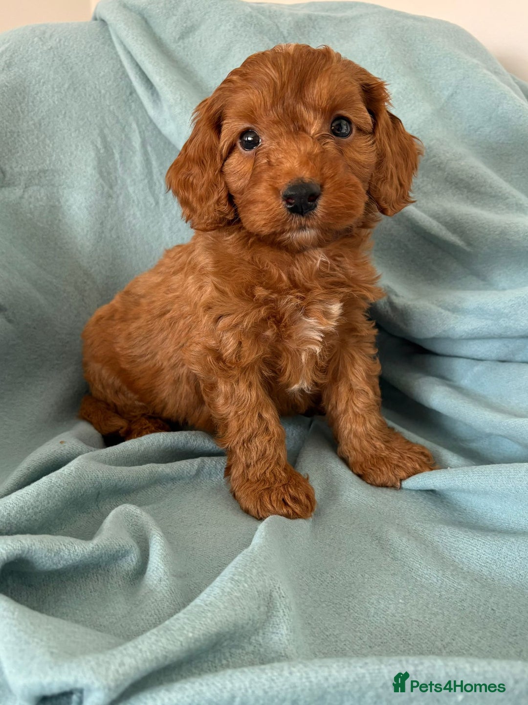 Cockapoo dogs for sale: Beautiful fox red cockapoo - Image 14