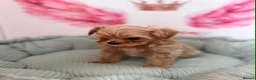 Maltipoo dogs for sale: Unique Love -Tiny Asian Maltipoo  - Advert 10