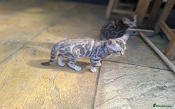 Bengal cats for sale: Show quality pure bengal kittens. - Image 21
