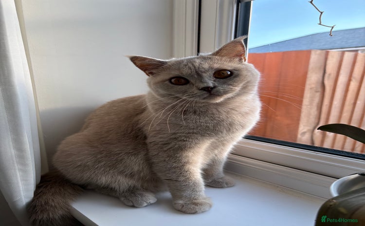 British Shorthair cats - Advert 2