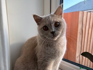 British Shorthair cats - Advert 28