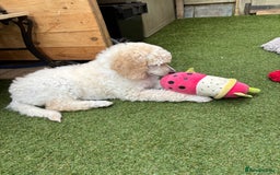 Standard Poodle dogs for sale: Standard poodle  - Image 32