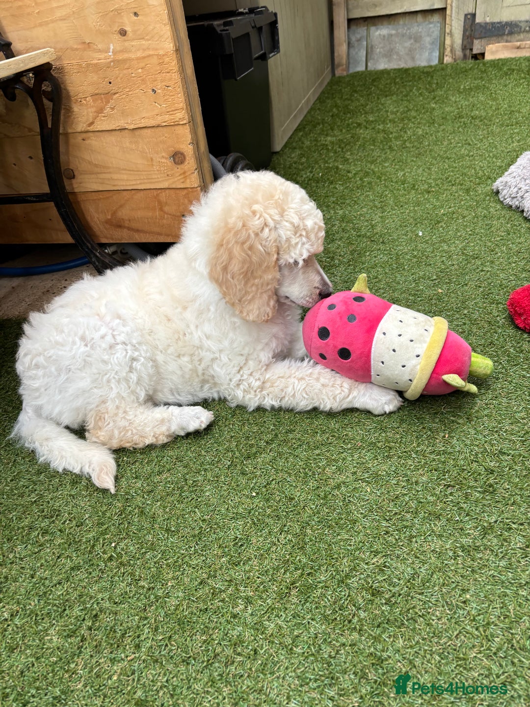 Standard Poodle dogs for sale: Standard poodle  - Image 32