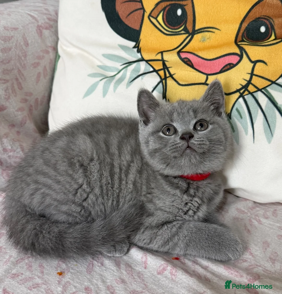 British Shorthair cats for sale: Purebred British short hair kittens 🐱  - Advert 1