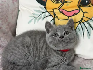 British Shorthair cats Purebred British short hair kittens 🐱 - Advert 1