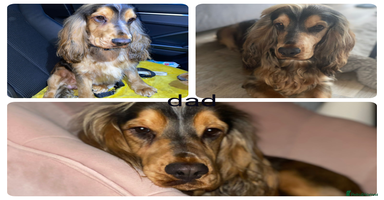 Cocker Spaniel dogs - Advert 13