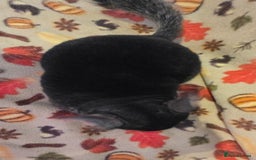 Chinchilla rodents for sale: Black pearl Carriers - Image 3