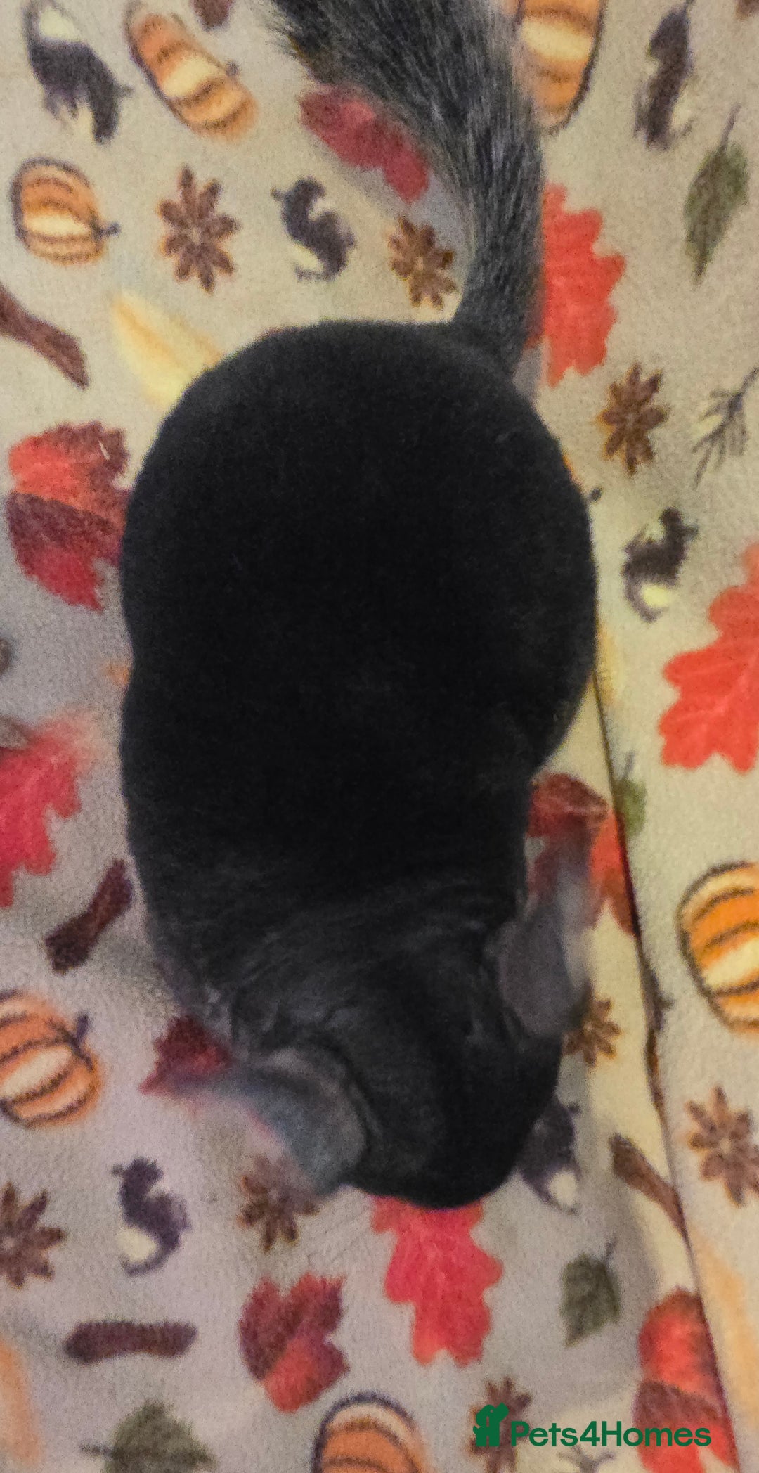 Chinchilla rodents for sale: Black pearl Carriers - Image 3