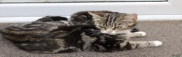 Mixed Breed cats for sale: Beautiful Tabby Kittens  - Advert 7