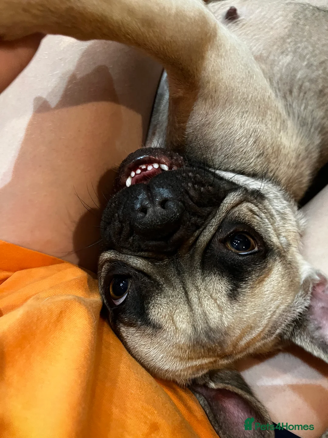 French Bulldog dogs for sale: French bulldog  in Northampton - Advert 3