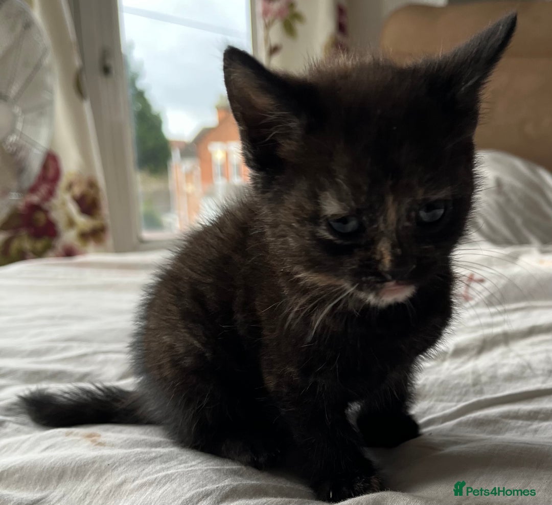 Mixed Breed cats for sale: 5 beautiful kittens  - Advert 4