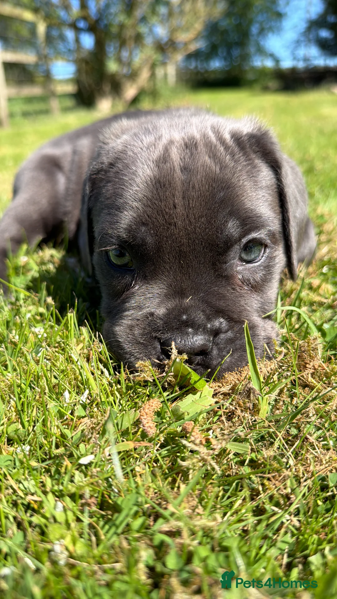 Cane Corso dogs for sale: 5 Towns Corsos Spring litter  - Advert 2
