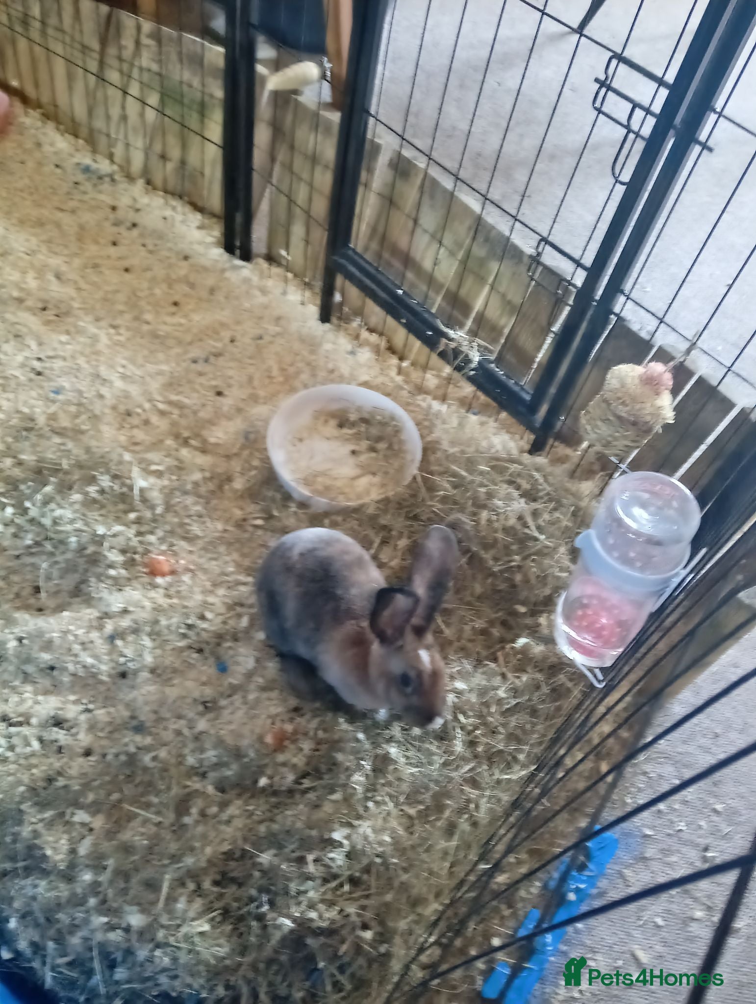Mixed Breed rabbits Bunny rabbit - Advert 1