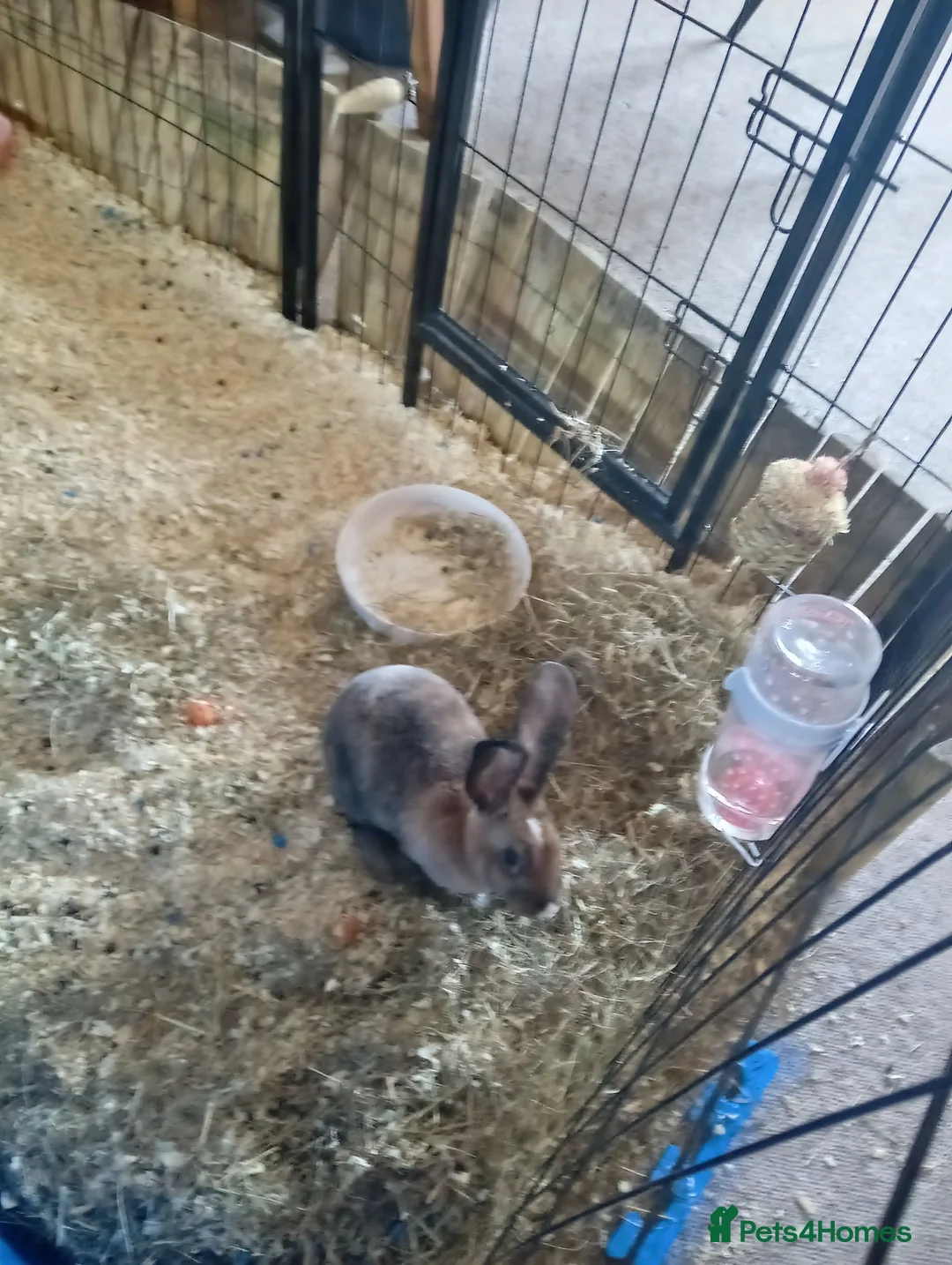 Mixed Breed rabbits for sale: Bunny rabbit in Taunton - Advert 1
