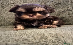 Shih Tzu dogs for sale: A lovely litter of Shih Tzu pups - Image 1