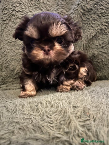 Shih Tzu dogs - Advert 1