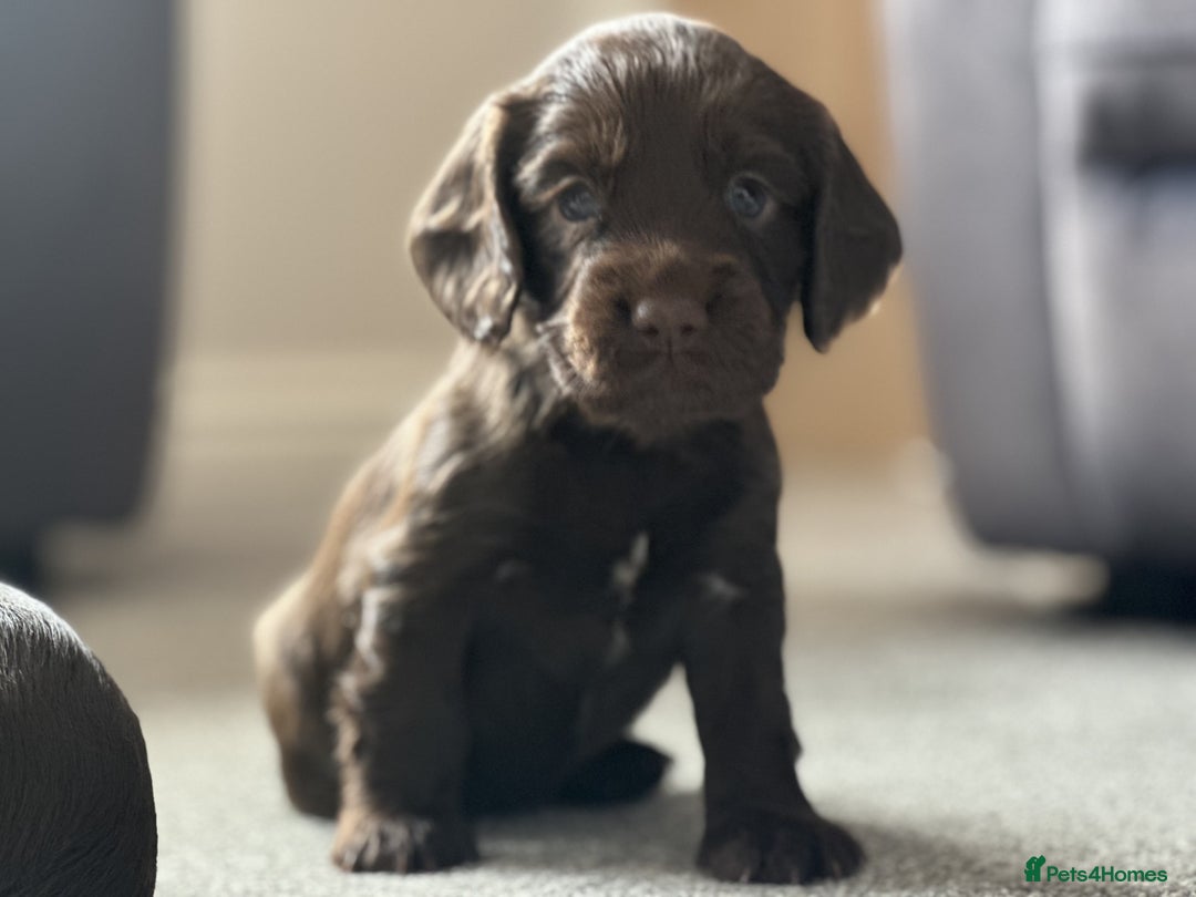 Cocker Spaniel dogs for sale: KC Pedigree Working Cocker Spaniel Puppies - Image 8