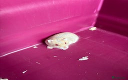 Hamster rodents for sale: Female winter white dwarf hamsters - Image 9