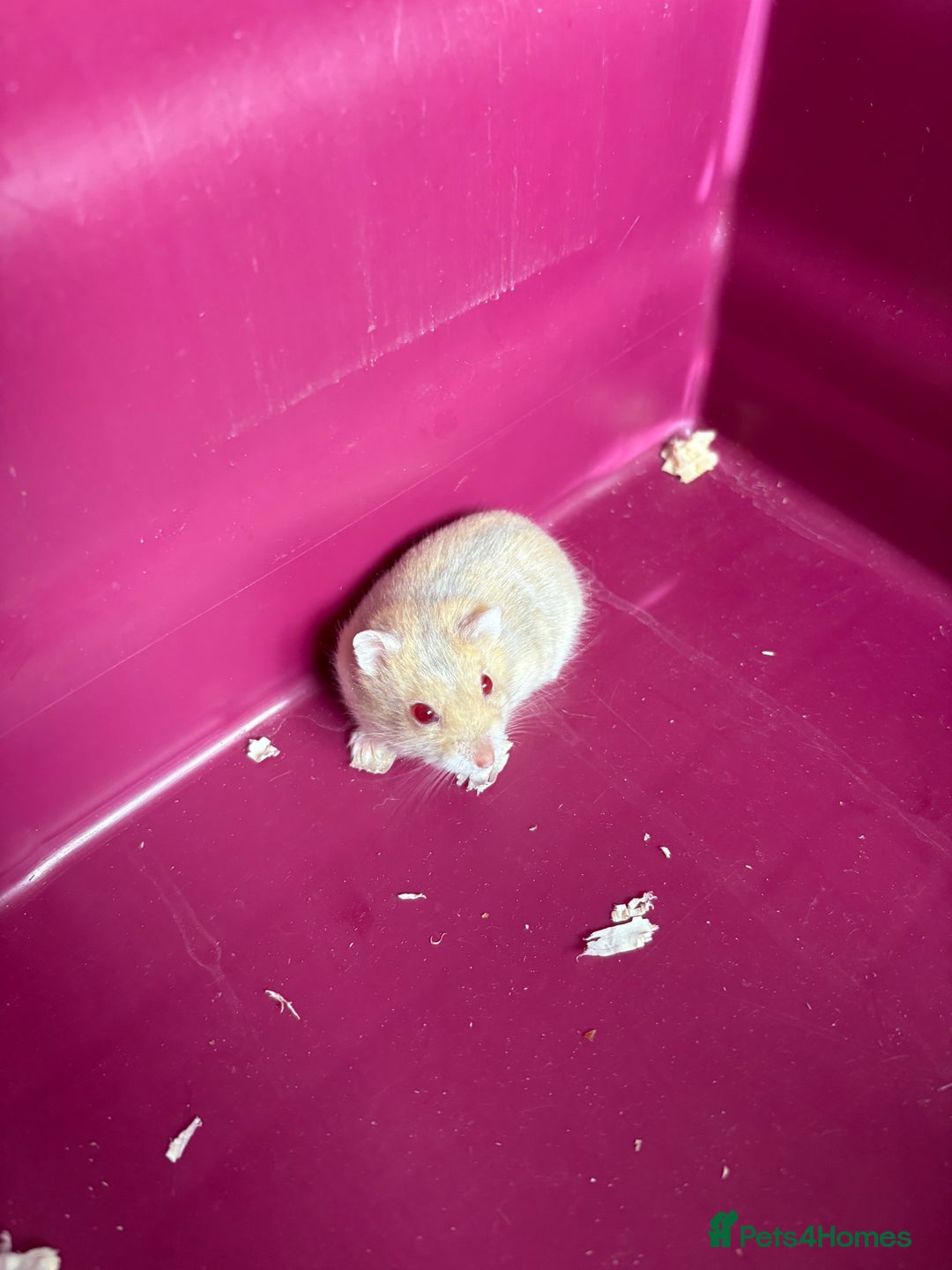 Hamster rodents for sale: Female winter white dwarf hamsters - Image 9