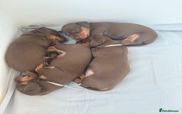 Miniature Dachshund dogs for sale: 4 mini chocolate tan male dachshund puppies - Image 8