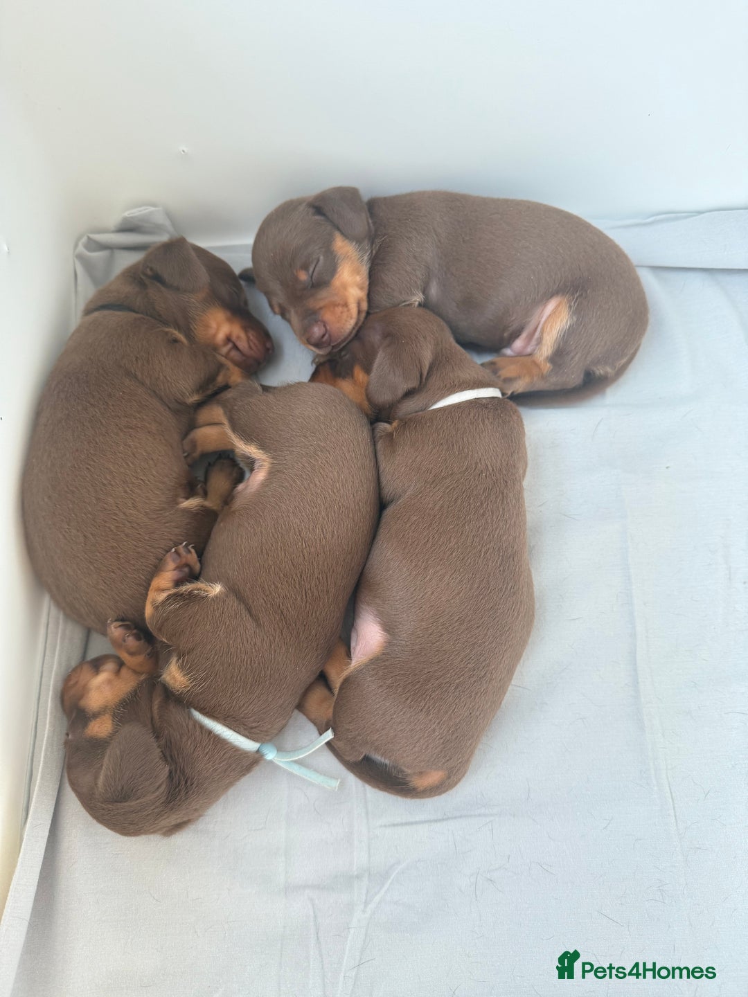 Miniature Dachshund dogs for sale: 4 mini chocolate tan male dachshund puppies - Image 8