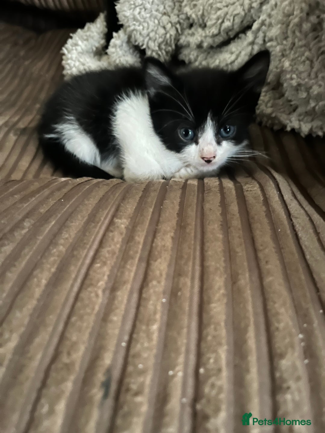 Mixed Breed cats for sale: 5 male munchkin x kittens  - Image 4