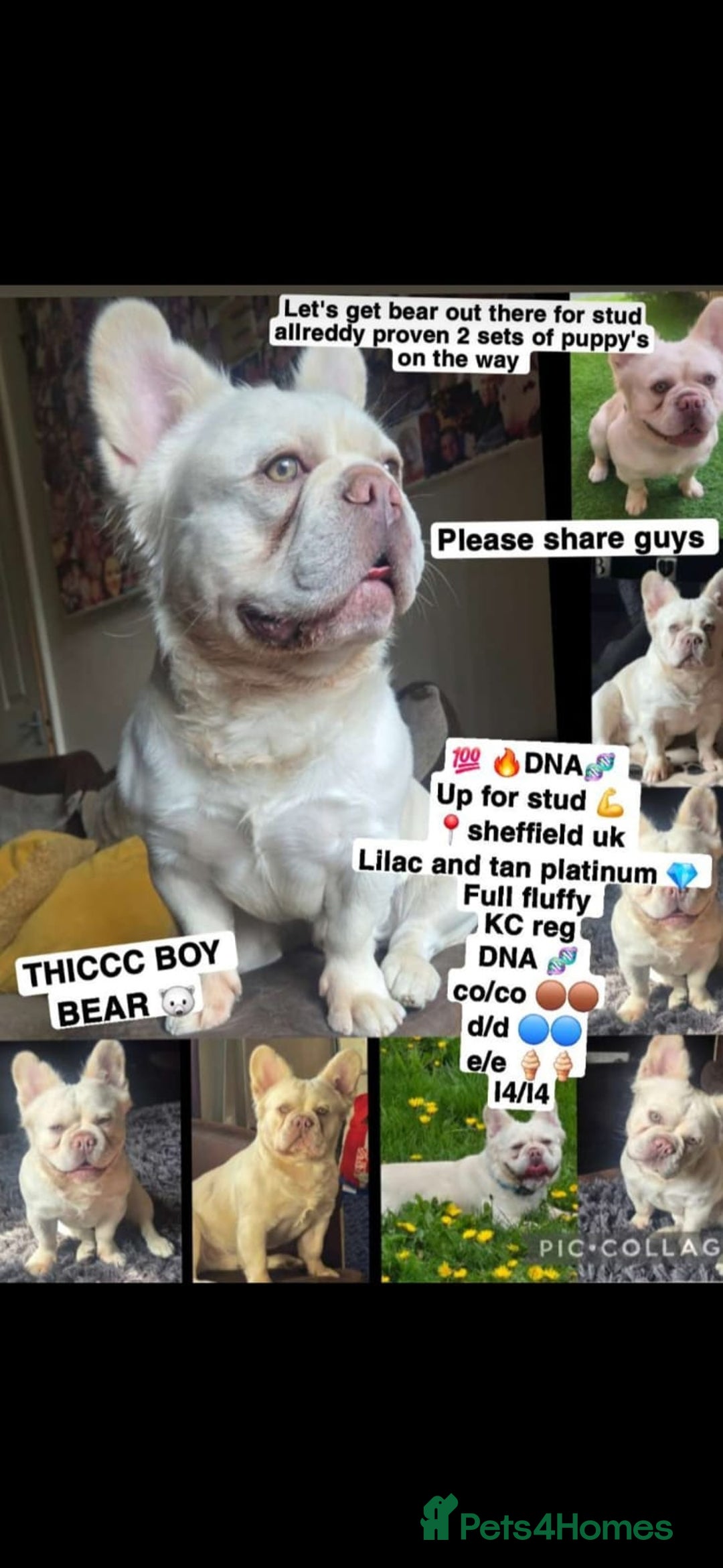 French Bulldog dogs for sale: French bulldog FLUFFY pups - Image 9