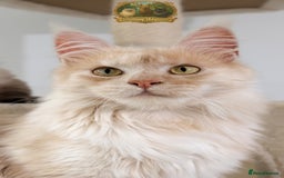 Maine Coon cats for stud: High Red Smoke 66/66 Polydactyl Champion Lines - Advert 9