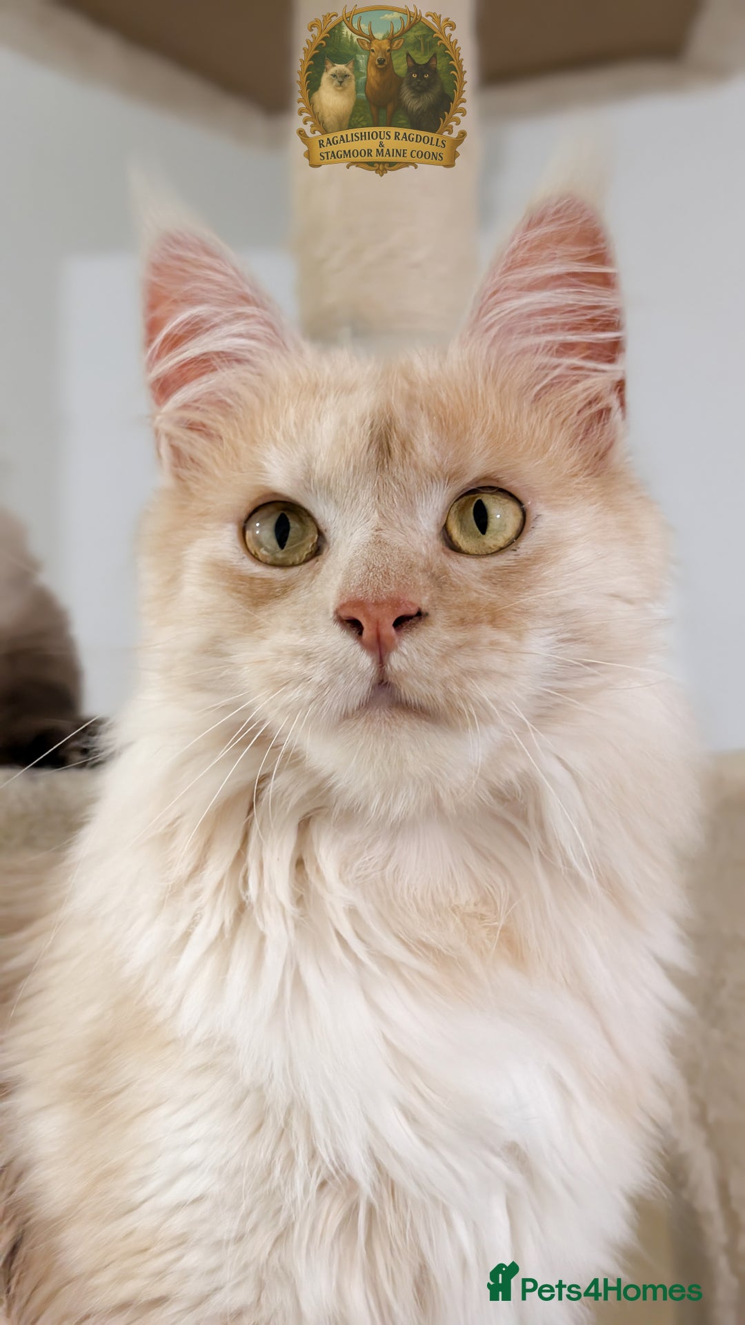 Maine Coon cats for stud: High Red Smoke 66/66 Polydactyl Champion Lines - Advert 9