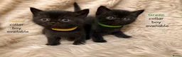 British Shorthair cats for sale: Supreme Champion Line British Shorthair Kittens - Advert 16