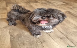 Shih Tzu dogs for sale: Loving cheeky Shihtzu for loving home ❤️ - Image 1
