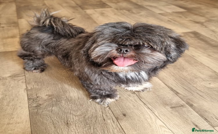 Shih Tzu dogs - Advert 3