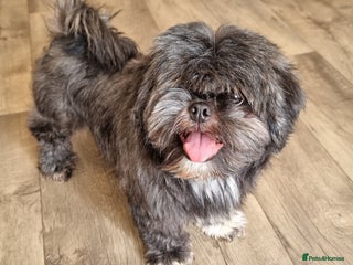 Shih Tzu dogs - Advert 18