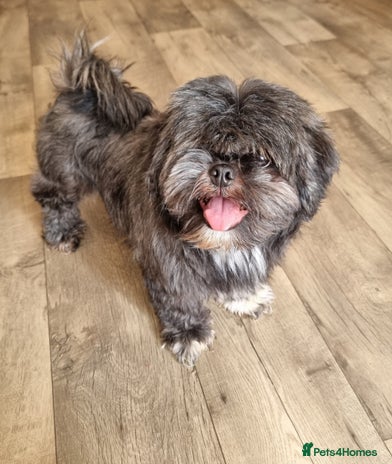 Shih Tzu dogs - Advert 5