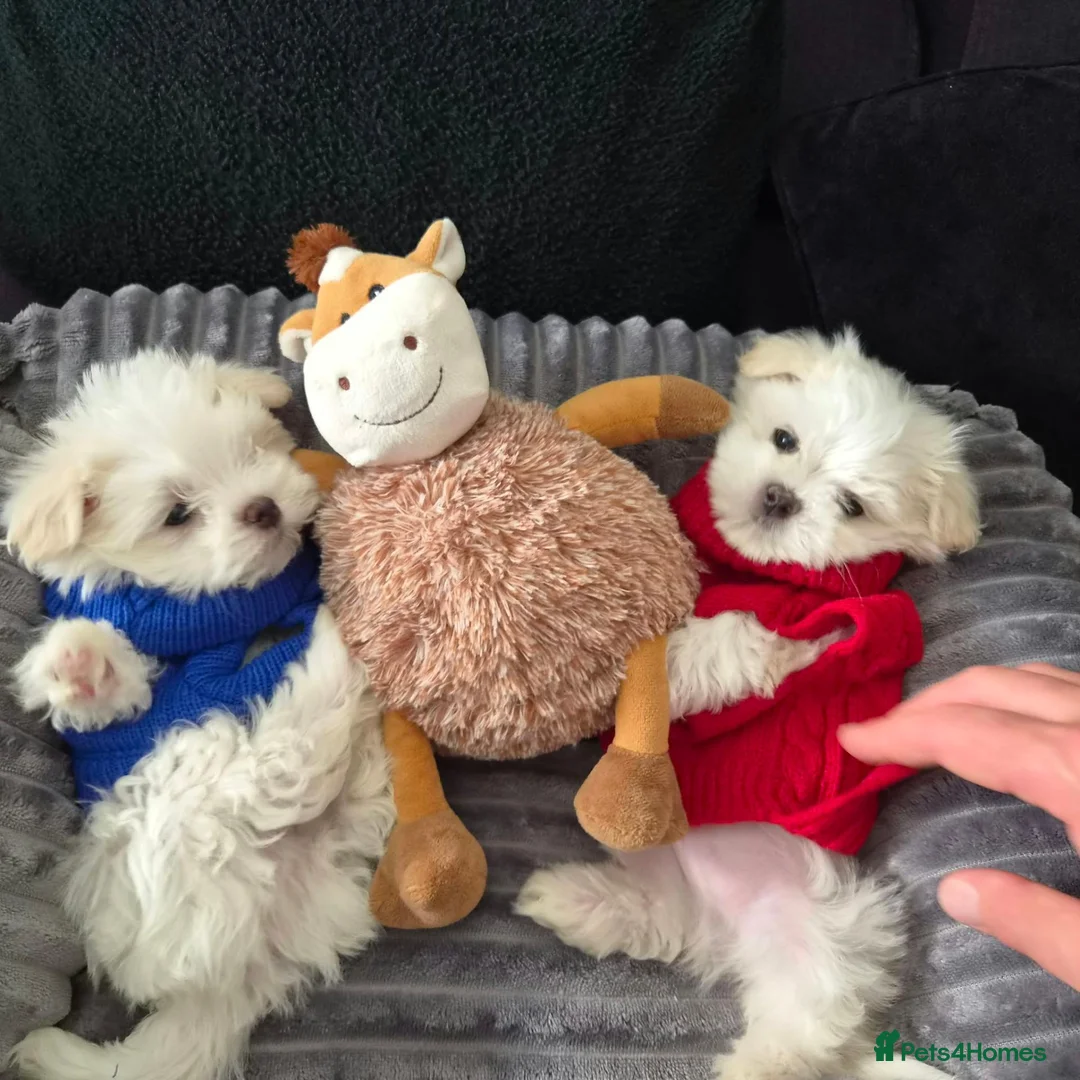 Maltese dogs for sale: 🐶Exceptional Maltese Puppies–ONLY 2 BOYS LEFT  - Advert 1