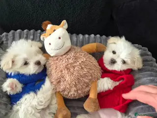 Maltese dogs 🐶Exceptional Maltese Puppies–ONLY 2 BOYS LEFT - Advert 1