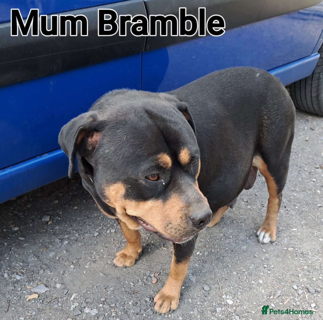 Rottweiler dogs for sale: Stunning Litter Of Shepweiler X Mastiff Pups - Image 6