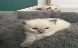 Ragdoll cats for sale: 💙 BLUEPOINT RAGDOLL BOY FOR SALE 💙 - Image 2