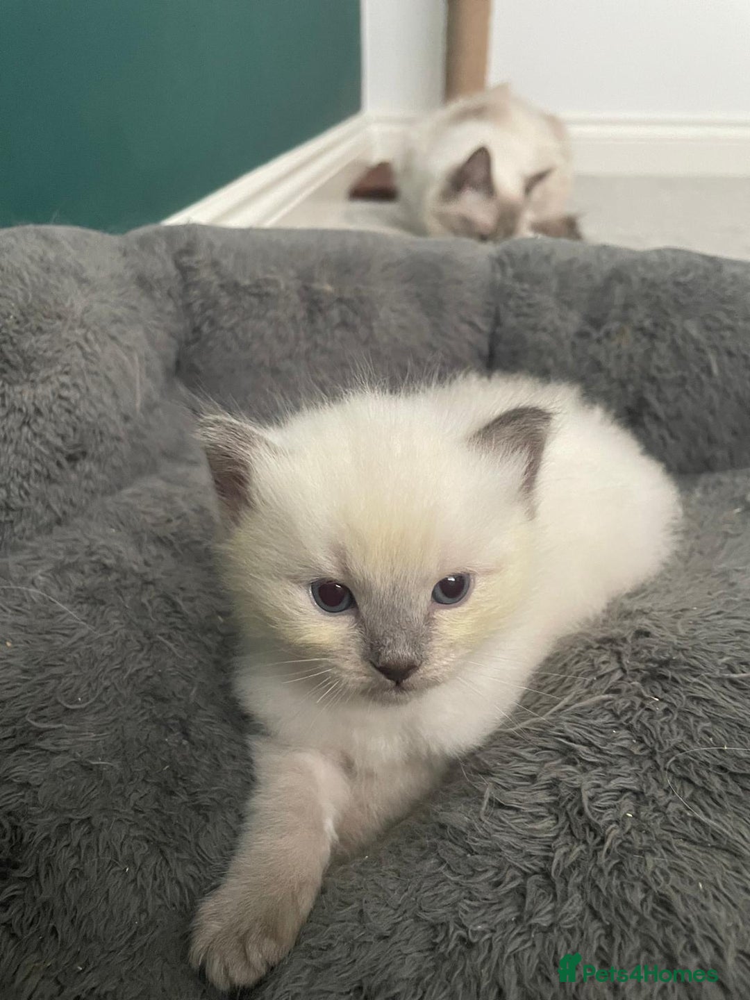 Ragdoll cats for sale: 💙 BLUEPOINT RAGDOLL BOY FOR SALE 💙 - Image 2