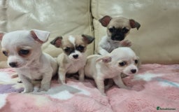 Chihuahua dogs for sale: Chihuahua puppies for sale  - Image 19
