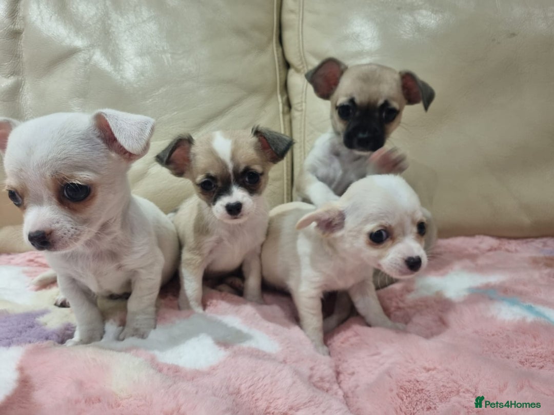 Chihuahua dogs for sale: Chihuahua puppies for sale  - Image 19