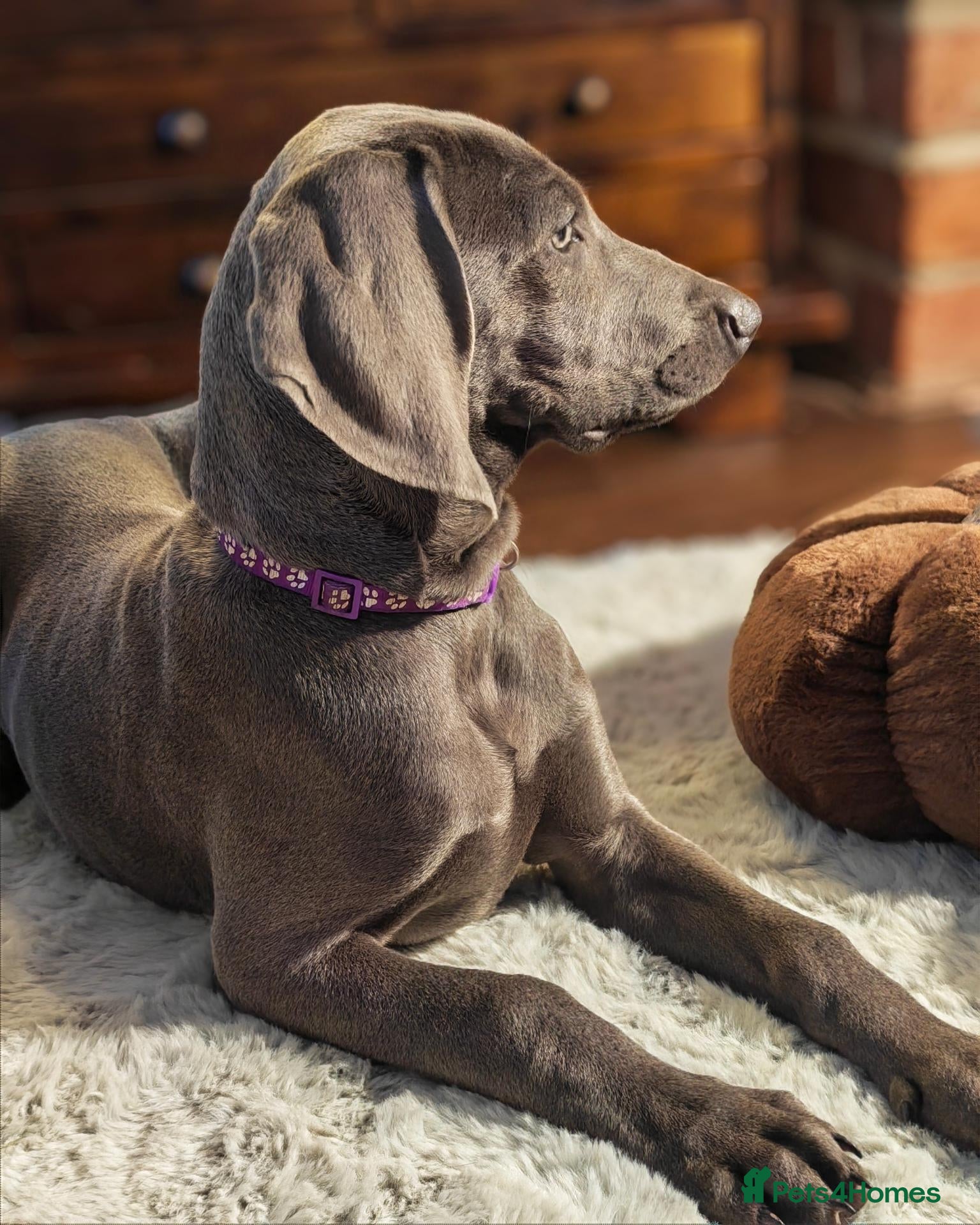 Weimaraner dogs for sale: ⭐⭐ KC REG LAST GIRL & BOY ⭐⭐ - Advert 2