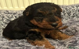 Welsh Terrier dogs for sale: Stunning Health Tested KC Reg Welshie Puppies - Advert 6