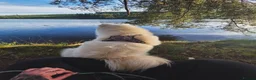Samoyed dogs for sale: 11month old Samoyed  - Advert 3
